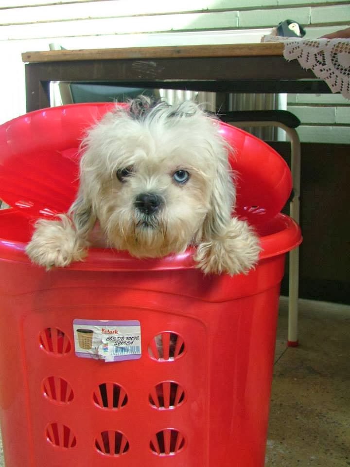Photo 8 from ROMANIA ANIMAL RESCUE INC DBA ANIMAL SPAY NEUTER INTL